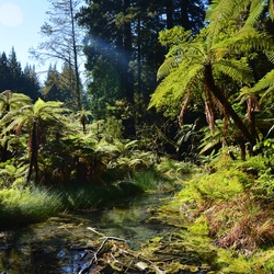 2017-03 New Zealand/Red Woods/DSC_0148.JPG